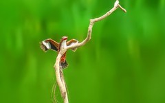 [26119] 飞上枝头的大翠