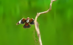 [26119] 飞上枝头的大翠