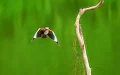 [26119] 飞上枝头的大翠