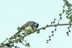 白头翁吃榆钱（9）