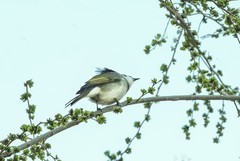 白头翁吃榆钱（9）