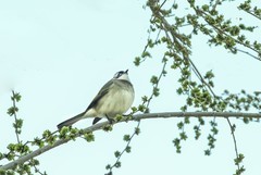 白头翁吃榆钱（9）