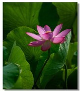 荷花（二十八）
