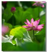 荷花（二十八）