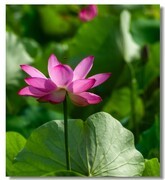 荷花（三十）