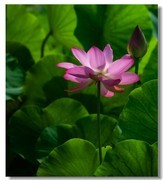 荷花（三十二）