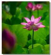 荷花（三十二）
