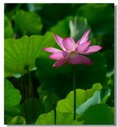 荷花（三十二）