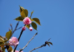 2026花卉植物赏析———樱花【2】