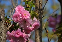 2026花卉植物赏析———樱花【2】