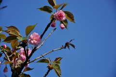 2026花卉植物赏析———樱花【2】
