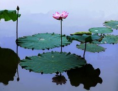 荷花 (24)