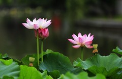 荷花 (24)