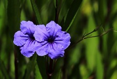 蓝花草 (5)