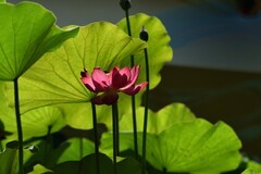 2026花卉植物赏析———荷花【续完】