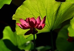2026花卉植物赏析———荷花【续完】
