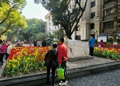 沙面的郁金香。