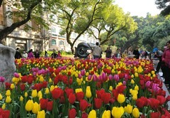 沙面的郁金香。