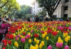 沙面的郁金香。