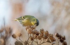 小黄雀（四十九）