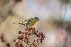 小黄雀（四十九）