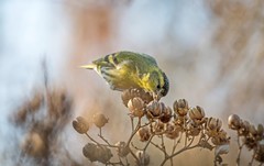 小黄雀（四十九）