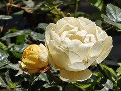 拍摄花卉一（1003）