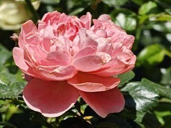 拍摄花卉一（1003）