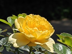 拍摄花卉一（1003）