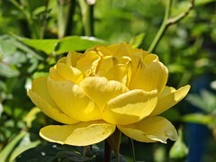 拍摄花卉一（1002）