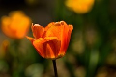 2026花卉植物赏析——郁金香【5】