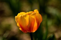 2026花卉植物赏析——郁金香【5】