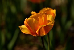 2026花卉植物赏析——郁金香【5】