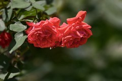 2026151 月 季 花