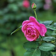 2026151 月 季 花