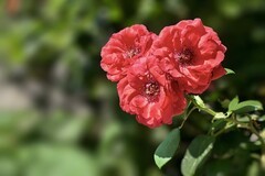 2026151 月 季 花