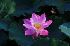 水上公园的荷花