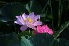 水上公园的荷花