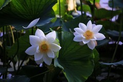 水上公园的荷花