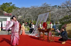 那年樱园花神节