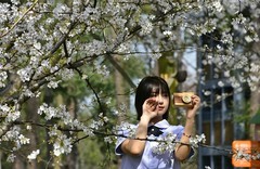 那年樱园花神节