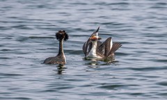 凤头僻鹈（三十三）
