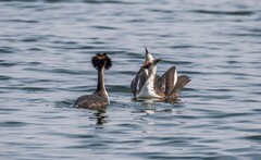 凤头僻鹈（三十三）