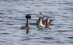 凤头僻鹈（三十三）