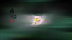 荷塘趣拍2026，07