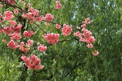 拍摄花卉一（1143）