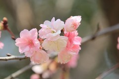拍摄花卉一（1143）