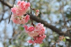 拍摄花卉一（1143）