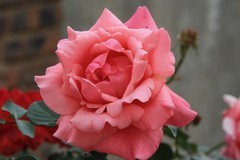 拍摄花卉一（1144）