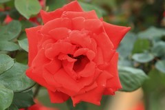 拍摄花卉一（1144）